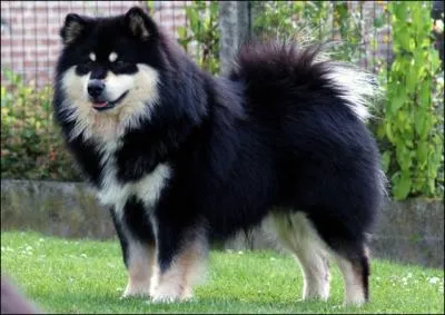 Quelle est cette race de chien ?