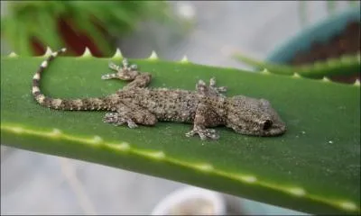 Comme les autres lzards, le gecko a la langue bifide et fourchue !