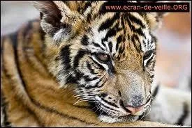 Quel est le nom de cet animal ?