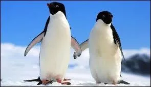 Quels sont les noms de ces animaux ?