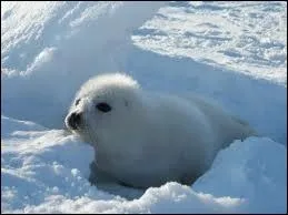 Quel est le nom de cet animal ?