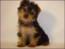 Quel est le nom de cet animal ?