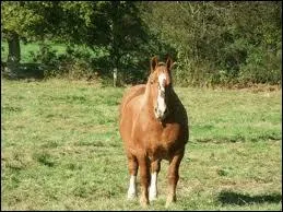 Quel est le nom de cet animal ?