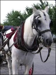 Tous derrire, tous derrire... et lui devant.