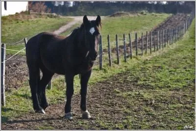 Quelle est cette robe ?