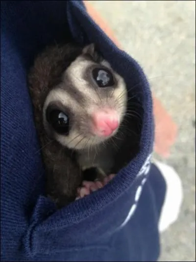 C'est un sentiment qui vous anime, lorsque votre vie est en danger, vous obligeant  vous cacher !