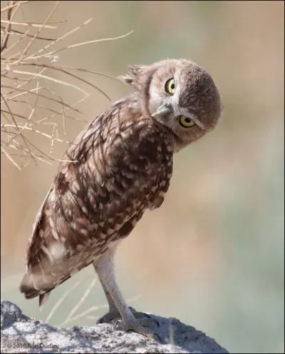 Elle est belle, mais elle est partie avec un autre, on dit de ce sentiment qu'il vous taraude !