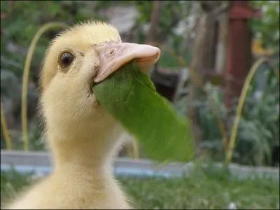 Ce sentiment est considr comme un pch, comme vous avez pu le constater le lendemain du rveillon, en montant sur la balance !