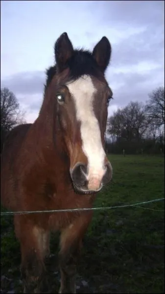 Il est grand pour sa race mais s'en est bien un !