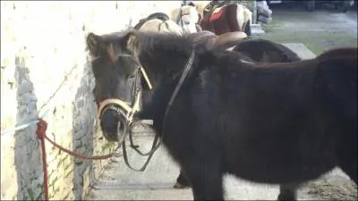 Diane est une jolie ponette de mon club mais quelle est sa race ?