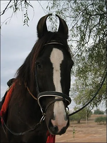 Quel est ce cheval ?
