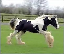 Quel magnifique cheval ! C'est...