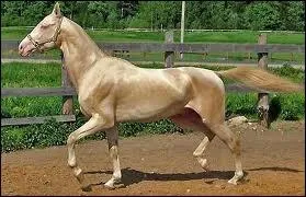 Un cheval qui peut parcourir des kilomtres sans boire :