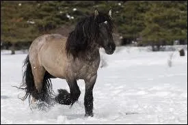 C'est un cheval de trait mais lequel ?