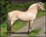 Un poney qui a encore des traces prhistoriques :