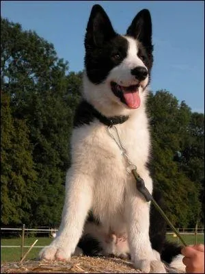 Quelle est la race de ce chien ?