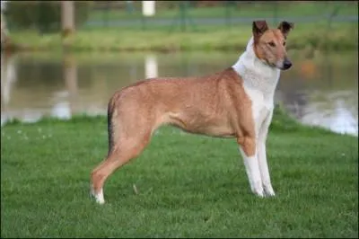 Quelle est la race de ce chien ?