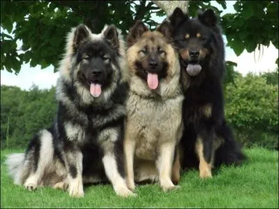 Quel est ce magnifique chien de race ?