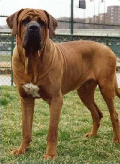 Quelle est la race de ce chien ?