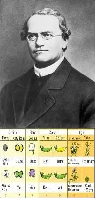 Moine botaniste considr comme le pre de la gntique. Qui a tudi les pois pour dcouvrir les premires lois sur l'hrdit ?