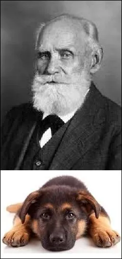 Le Prix Nobel de physiologie ou mdecine de 1904 tait un exprimentateur mthodique. A la fin du XIXe sicle, qui a tudi les rflexes conditionns (ou conditionnels) chez le chien ?