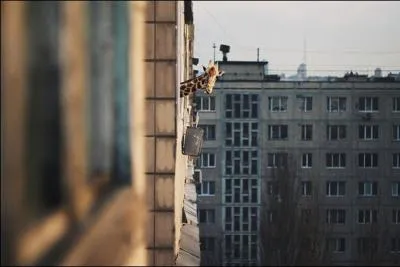 Quel roi de France reut en cadeau une girafe, offerte par le vice-roi d'Egypte Mehmet Ali ?