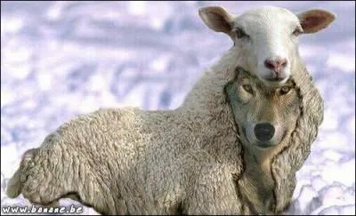 Expression populaire signifiant qu'il ne faut pas se fier aux apparences !