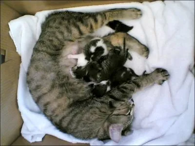 Quel est le maximum de petits par porte chez les chats ?