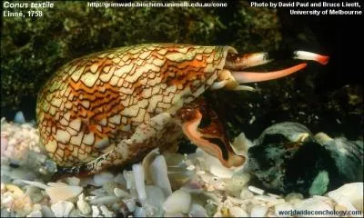 Mortel en bien des cas pour l'homme, ce coquillage, le cne, chasse ...