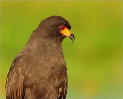 Le milan des marais a une consommation presque exclusivement compose ...