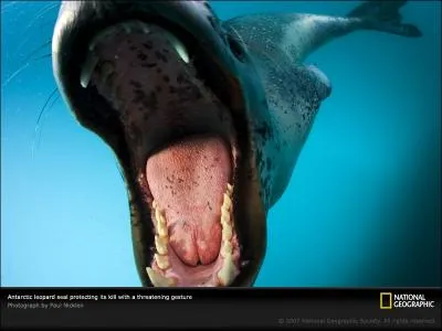 Le lopard de mer, lui, a une ide trs prcise de son menu quotidien, il a une prfrence marque pour ...