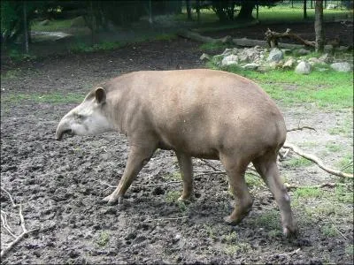 On trouve le tapir en Amrique latine et en Asie, mais que mange-t-il ?