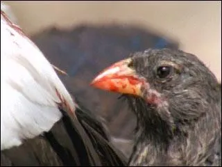 Le pinson de Hitchcock, qui vit aux Iles Galapagos, a pris une fcheuse habitude, il complte son alimentation granivore avec ...