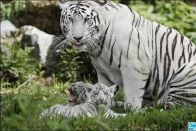 Quelle est la particularit du zoo de Maubeuge ?