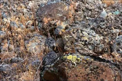 Trs discret, bien que commun, il se fond dans son environnement !