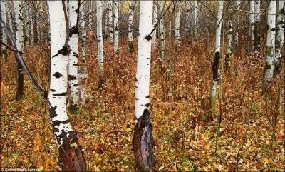 C'est  la queue leu leu que vous dcouvrirez l'animal !