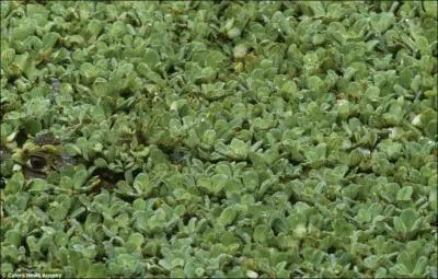 Regardez bien et surprenez son regard noir !