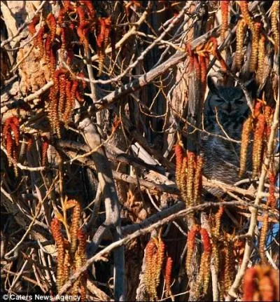 On pourrait penser que c'est un noble animal !