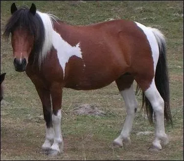 Quelle est cette robe ?