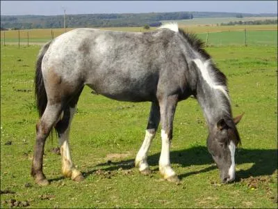 Quelle est cette robe ?