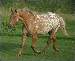 Ce cheval est-il pie ?