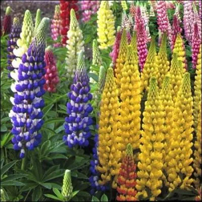 Cette fleur a le mme nom qu'Arsne Lupin le personnage principal des romans de :