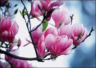 Quel chanteur a chant cette fleur ?