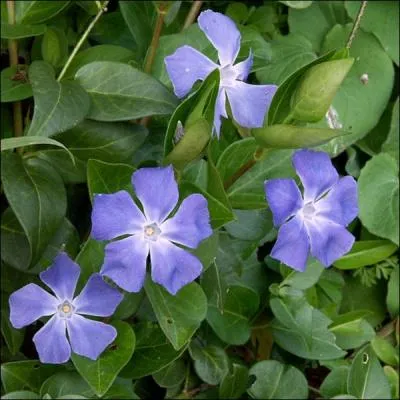 A quelle famille appartient la pervenche ?