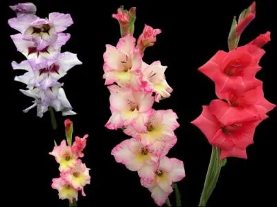 D'o sont originaires la plupart des glaeuls ?