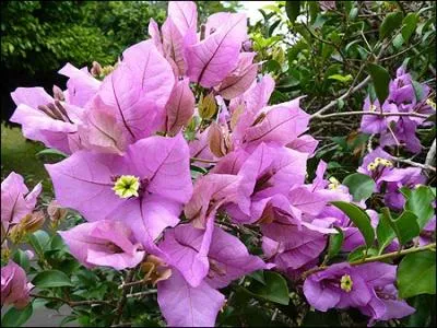 La bougainville a t dcouverte au Brsil par :