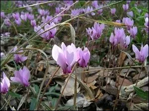 Les cyclamens contiennent de la cyclamine, dont l'injection sous la peau entrane :