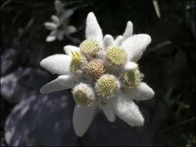 Quelle est la priode de floraison de l'edelweiss ?