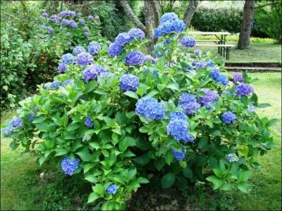 Qui a dcouvert l'hortensia ?