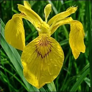 L'iris des marais aux belles fleurs jaunes est l'emblme de la ville de :